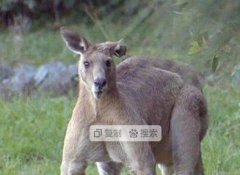 袋鼠还会打人吗？