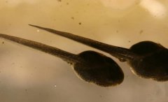 癞蛤蟆小时候是蝌蚪吗？蝌蚪吃什么