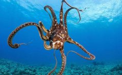 章鱼是四维生物章鱼的特点