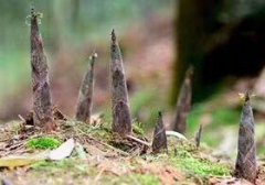 春笋又到了吃野味的季节了春笋又到了吃野味的季节了