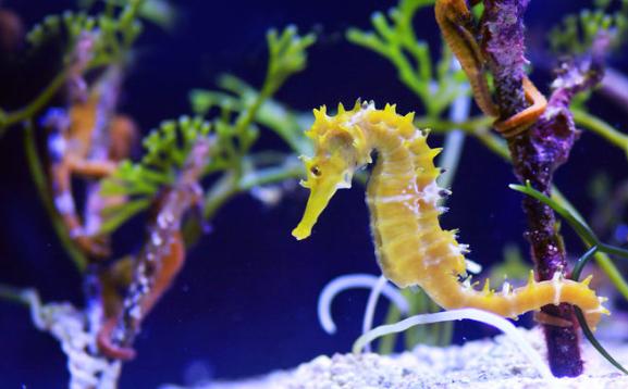 海马是鱼类吗？为什么？海马是马吗