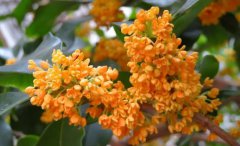 桂花的香味是什么味路边的桂花可以食用吗？