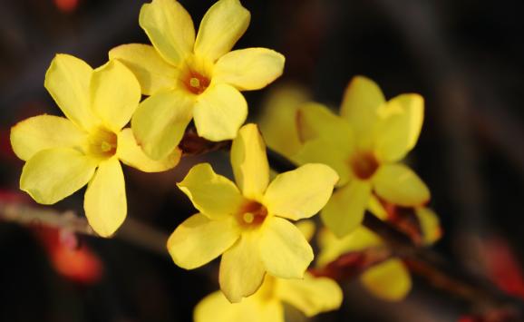 迎春花有什么品种?迎春花有香味吗