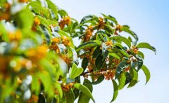 桂花的花期是什么时候桂花的生长环境是样的