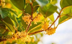 闻桂花香的好处与坏处分别桂花的种类