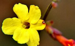 迎春花的花蕊是什么颜色迎春花种植