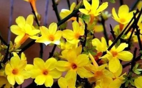 迎春花的花蕊是什么颜色?迎春花怎么种植