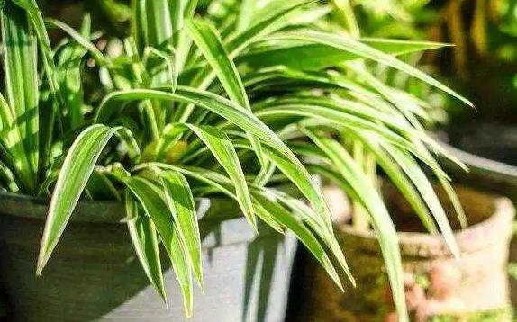 怎么让吊兰爆盆?吊兰施什么肥料长得好