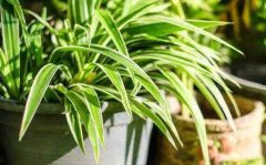 让吊兰爆盆吊兰施什么肥料长得好