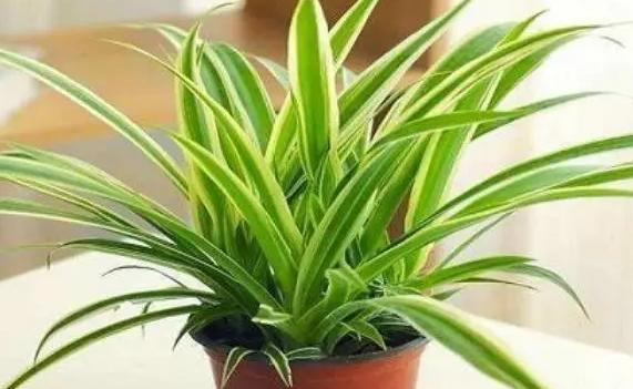 怎么让吊兰爆盆?吊兰施什么肥料长得好