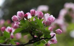 海棠花主要分布在哪里海棠花作用