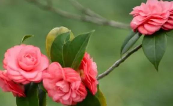 山茶花的花期是什么时候呢?山茶花有什么颜色的呢