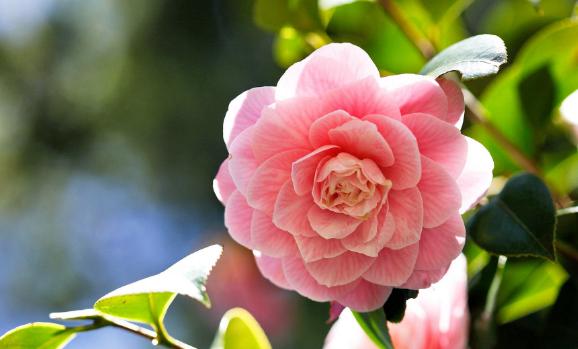 山茶花的花期是什么时候呢?山茶花有什么颜色的呢