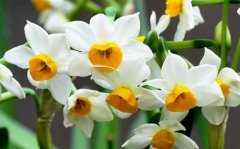 水仙花辨别水仙花和兰花