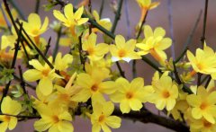 迎春花的用途有哪些迎春花的习性是什么