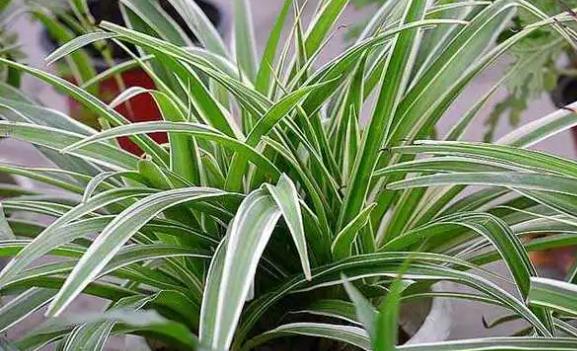 养金心吊兰的好处是什么？金心吊兰适合放在什么地方