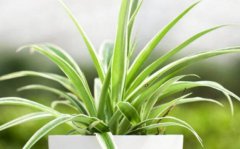 养金心吊兰的好处金心吊兰适合放在什么地方