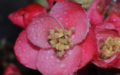 海棠花的特征和性状有哪些海棠花寓意是什么意思？