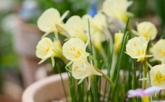 水仙花有哪几种水仙花有毒吗？