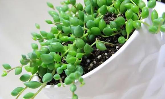 珍珠吊兰好养吗?如何促使珍珠吊兰长根