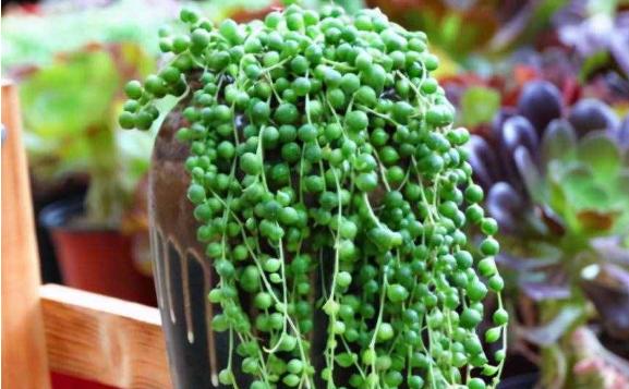 珍珠吊兰好养吗?如何促使珍珠吊兰长根