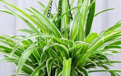 什么是金心吊兰金心吊兰作用