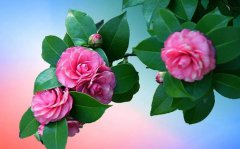 什么是山茶花山茶花作用