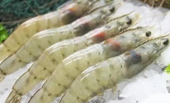 白虾是河虾还是海虾？白虾是寒性的吗
