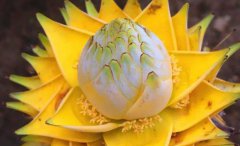 霸王花的生长环境样霸王花主要分布在哪里