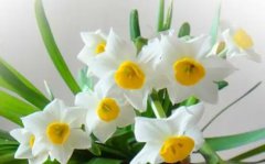 水仙花的特点和形状能把水仙花开得时间更长