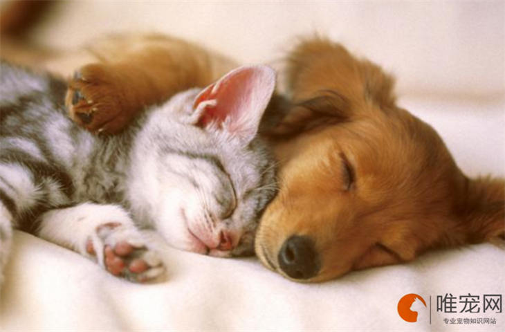 狗有一块地方掉毛秃了怎么办 什么原因引起的 狗有一块地方掉毛秃了怎么办 什么原因引起的