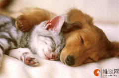 狗有一块地方掉毛秃了解决办法？什么原因引起的