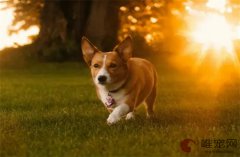 狗狗皮肤过敏用什么药能自愈吗？