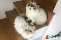 猫没有沐浴露拿啥洗澡正确方法是什么样的