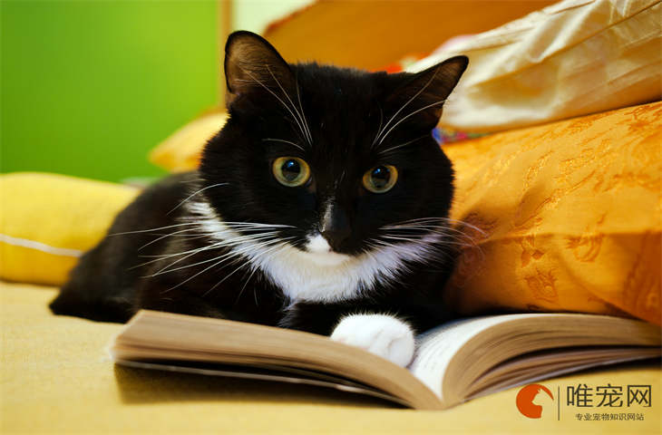 如何给猫洗澡让猫乖乖的