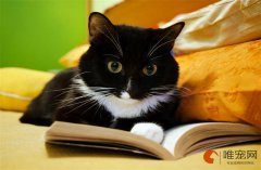 给猫洗澡让猫乖乖的