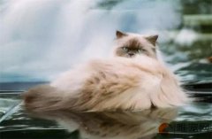 猫洗澡拿什么代替正确方法是什么样的