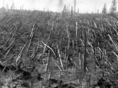 通古斯大爆炸事件：猜测是神秘力量还是外星人造成