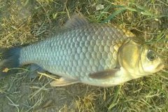 中国最常吃的十种淡水鱼中国最好吃的淡水鱼