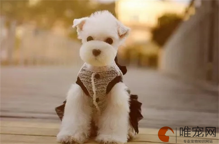 狗狗得细小的原因是什么 撑过几天没事 狗狗得细小的原因是什么 撑过几天没事