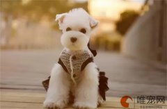 狗狗得细小的原因撑过几天没事