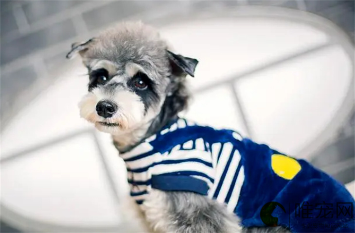 狗狗打喷嚏能自愈吗 发烧摸哪里 狗狗打喷嚏能自愈吗 发烧摸哪里