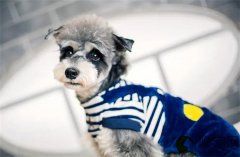 狗狗打喷嚏能自愈吗？发烧摸哪里