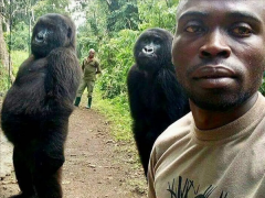 大猩猩身材魁梧丁丁却最短只有2.8厘米！