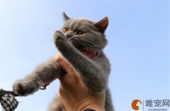 野猫怕什么气味一闻就跑长期驱猫的最好解决