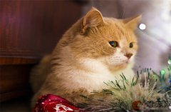 怎样能把猫彻底赶走最怕的气味有哪些