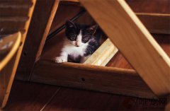 猫闻84消毒液打滚？怕什么气味