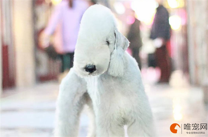 怎么判断狗狗是不是缺钙 几个月补钙最佳 怎么判断狗狗是不是缺钙 几个月补钙最佳