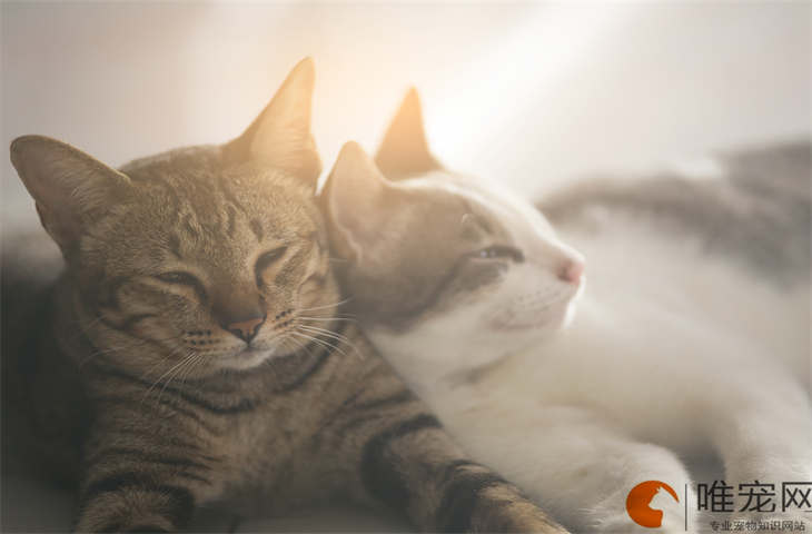 防止猫掉毛最有效的方法 几月份掉毛严重