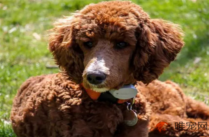 狗狗红疹怎么治疗方法 什么原因引起的 狗狗红疹怎么治疗方法 什么原因引起的